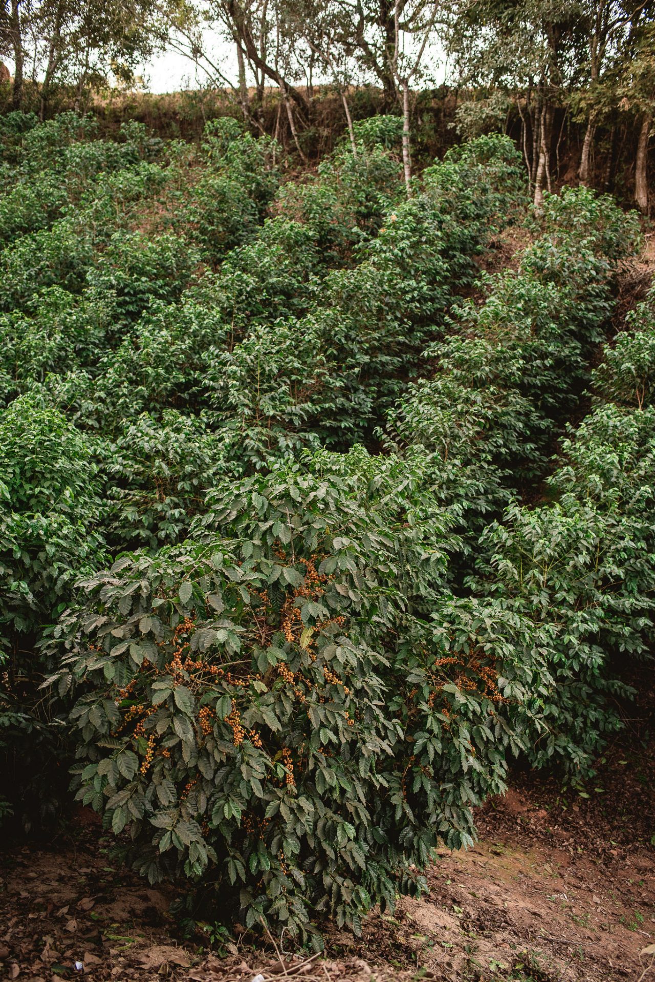 Kaffeepflanzen in Brasilien