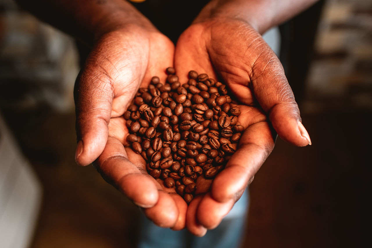 Kaffeebäuerin hält zeigt Kaffeebohnen in geöffneten Händen
