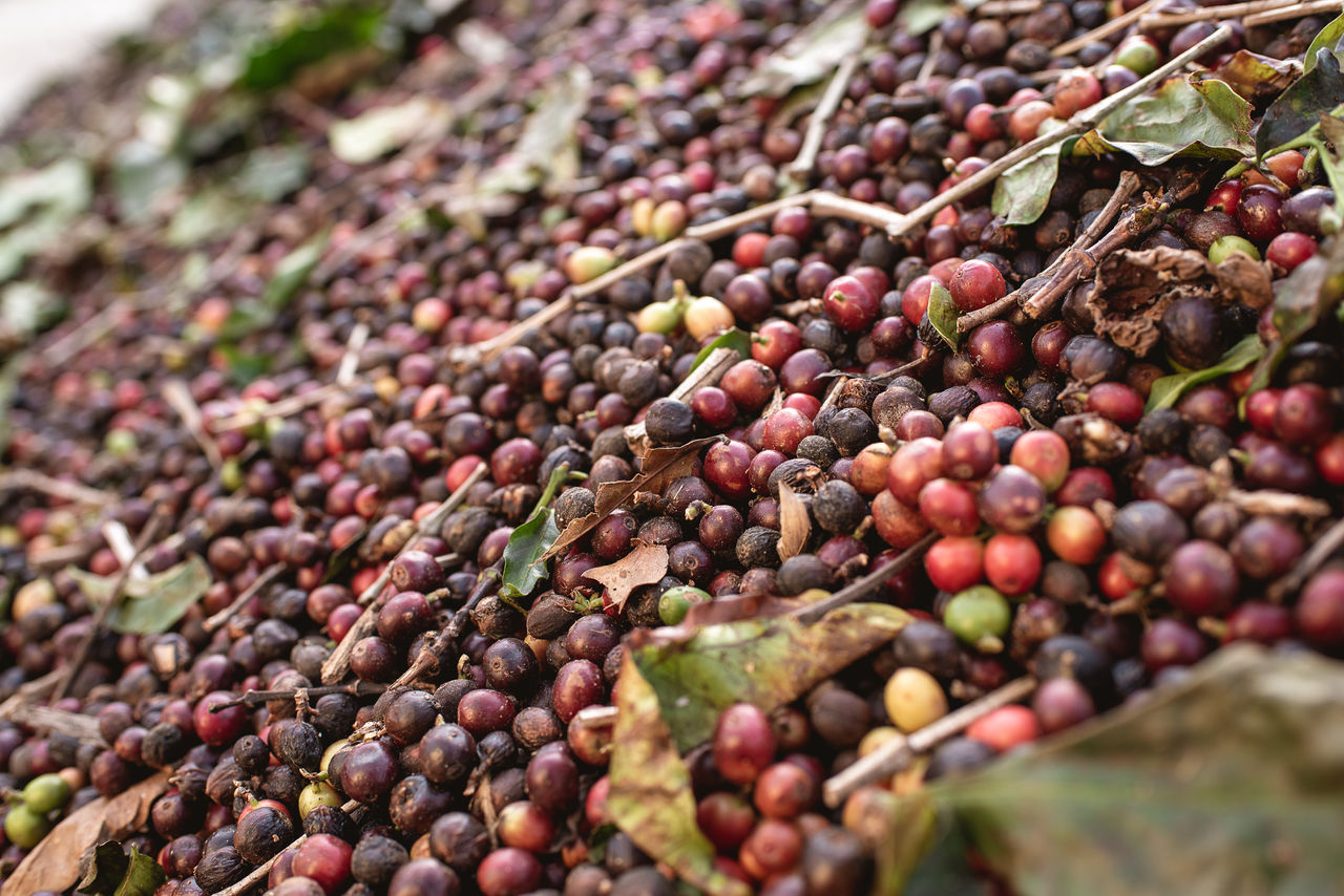 Ernte Kaffeekirschen in Brasilien